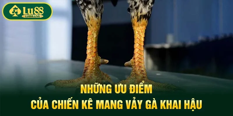 Những ưu điểm của chiến kê mang Vảy Gà Khai Hậu