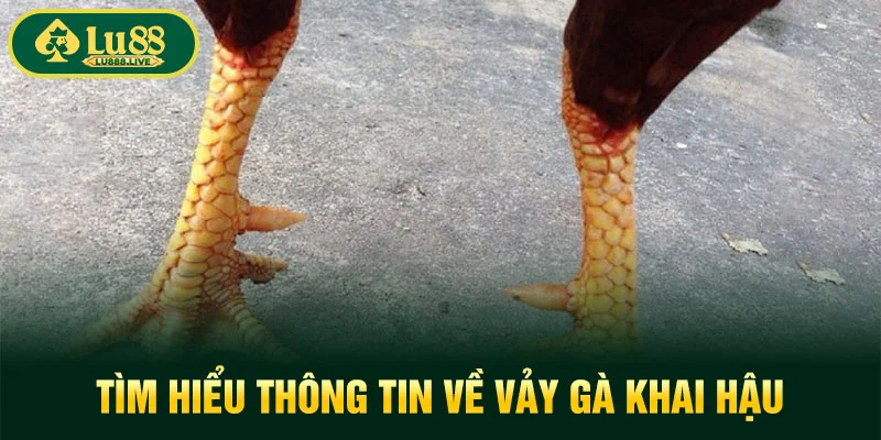 Tìm hiểu thông tin về Vảy Gà Khai Hậu
